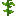 苞谷
