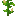 苞谷
