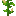 苞谷