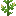 野生苞谷