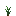 水稻