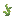 刺角瓜苗