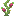 刺角瓜苗